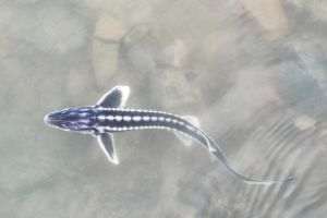 Dunărea, repopulată cu încă 3.000 de pui de nisetru la Isaccea